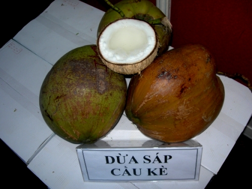 Dừa sáp Cầu Kè Dừa sáp Cầu Kè