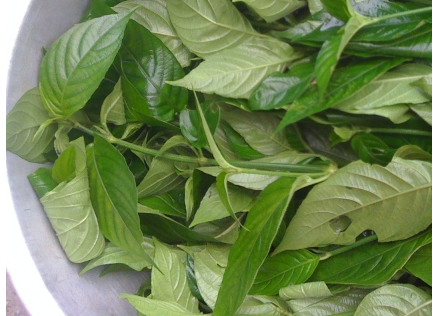 Nhuộm màu bánh trung thu bằng các loại lá tự nhiên 1