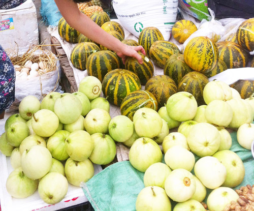 Dưa bở vào mùa