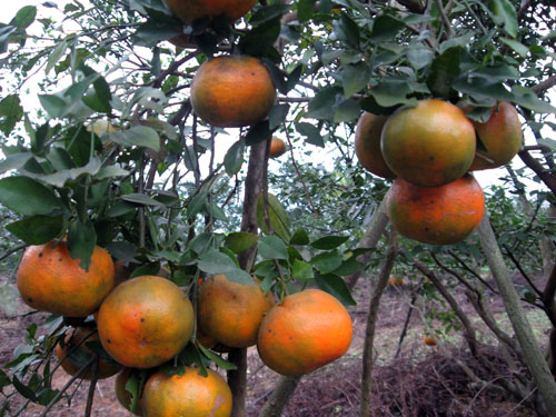 Cam bù Hương Sơn