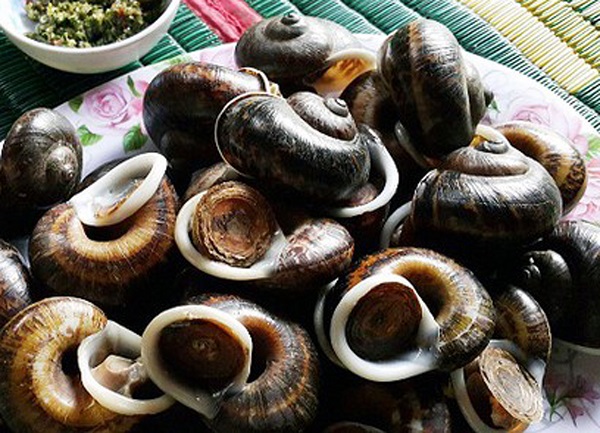 Say lòng ốc núi Tam Điệp 1