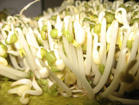 giá đỗ 1 giá đỗ 1