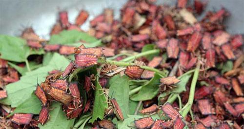 Vào những tháng này, bọ xít sinh sản trên cây nhãn, vải nhiều nên người Thái ở Sơn La còn gọi chợ Hát Lót là chợ bọ xít.
