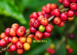 Tìm hiểu về cà phê Robusta