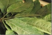 Canh lá đắng của người Mường