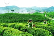Festival trà Quốc tế tại Thái Nguyên (10-15/11)