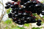 9 loại thực phẩm nghĩ kĩ trước khi thử