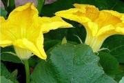 Ẩm thực Việt với các loại Hoa