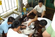 Ngày Tết quê em: Mổ lợn chung thịt