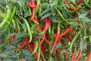 Ớt lợi hay hại?