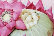 Cơm sen - Món ăn thanh cao của thành Thăng Long