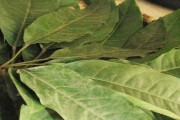 Nhớ mãi hương vị canh lá đắng xứ Thanh