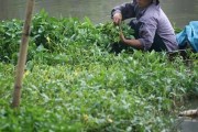 Báo động...10.000 loại vi khuẩn có trong rau muống
