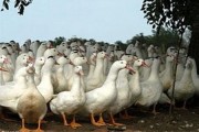 Vỡ lở vụ nuôi vịt dùng thuốc kháng sinh