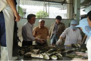 4 tỉnh thí điểm khai thác, chế biến và xuất khẩu cá nóc