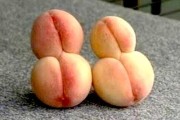 Nhiễm phóng xạ, rau củ quả phát triển kỳ lạ