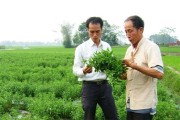 Dùng cỏ làm thuốc chữa béo phì