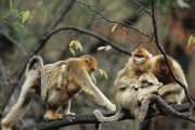 Cảnh giác ăn thịt khỉ có thể bị nhiễm virus chết người