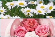 Làm đẹp từ hoa hồng và hoa cúc