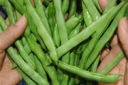Một số loại rau tiềm ẩn nguy cơ chứa hóa chất