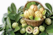 Công dụng chữa bệnh không ngờ từ cây, lá và nụ vối