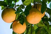 Bưởi ngọt Đoan Hùng bị lợi dụng thương hiệu
