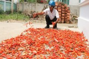 Dân lao đao vì giống ớt Trung Quốc
