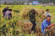 Gạo Trung Quốc chứa lượng chì cao quá mức cho phép