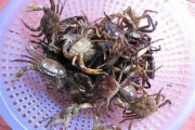 Dân lo ngại cua đồng nhiễm độc