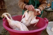 Choáng vì dùng hóa chất làm lông gia súc, gia cầm