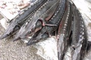 Cá tầm nhập lậu từ Trung Quốc có chất độc hại