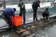 Hàng đông lạnh Trung Quốc đầy chất cấm