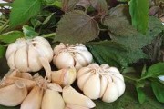 Thực phẩm chữa cảm lạnh và cúm hiệu quả