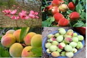 Những đặc sản làm quà từ xứ Lạng