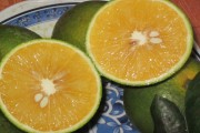 Cam Vinh – quà tặng ngọt lành đầu đông