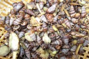 Ấm nồng với món ốc len luộc riềng