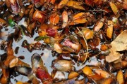 Mùa nhãn, món bọ xít “soán ngôi” bọ cạp