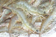 Tôm đồng tốt cho người liệt dương, xuất tinh sớm