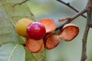 Chữa mẩn ngứa từ cây lá