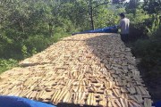 Mùa măng rừng ở La Dạ