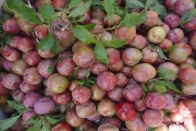 Lợi và hại khi ăn quả mận