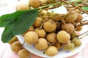 	Về Hưng Yên ăn nhãn lồng	
