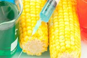Thực phẩm biến đổi gene: Lợi hay hại?