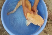 Cá trê vàng mắc lưới nông dân Ninh Bình