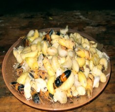 Nhộng xào măng chua