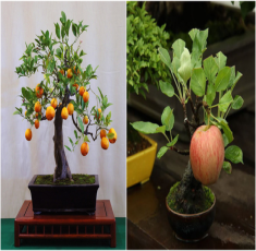 10 chậu cây bonsai trang trí nhà cực chất trong dịp Tết này