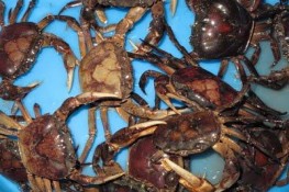 Gỏi cua đồng - món ăn , vị thuốc