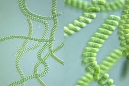 Thực phẩm chức năng từ tảo Spirulina