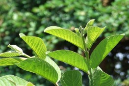 24 mẹo vặt trị bệnh từ nhà bếp