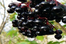 9 loại thực phẩm nghĩ kĩ trước khi thử